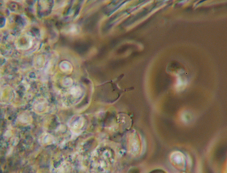 Climacocystis borealis (Fr.) Kotl. & Pouzar